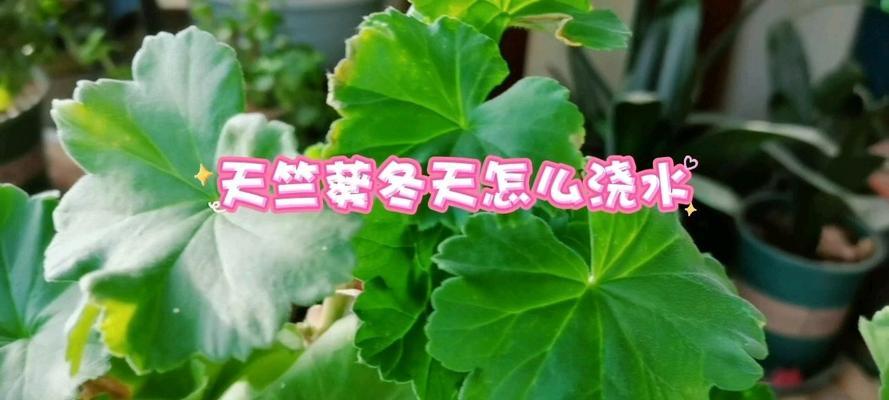 天竺葵移栽后的正确浇水方法是什么？