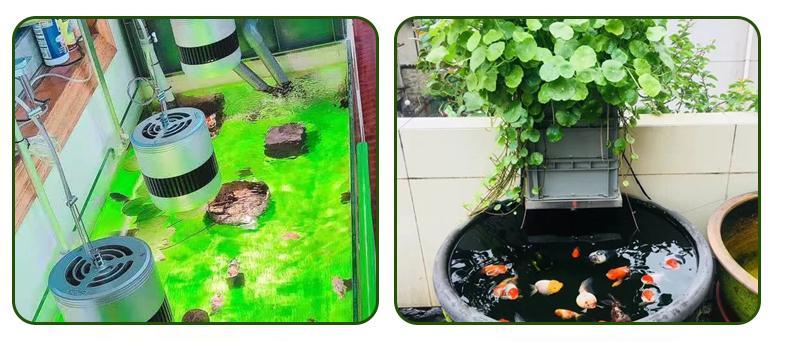 自制鱼池蘑菇肥料的方法是什么？