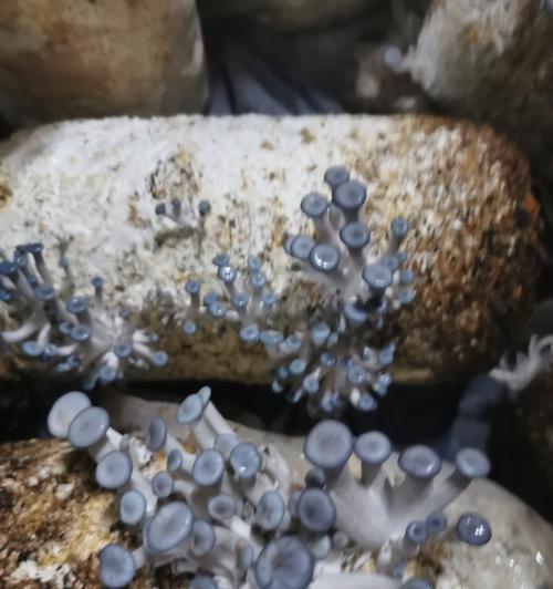 自制鱼池蘑菇肥料的方法是什么？