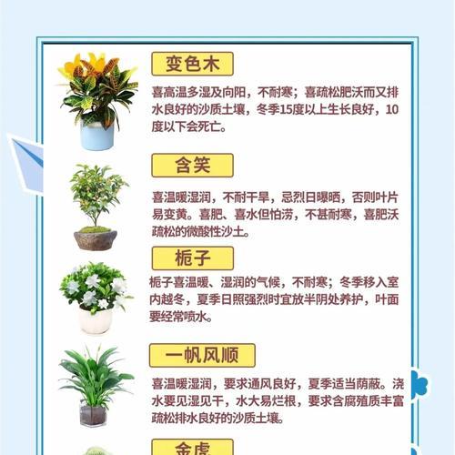 君子兰营养水的正确使用方法是什么？