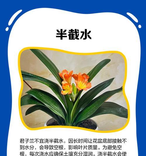 君子兰营养水的正确使用方法是什么？