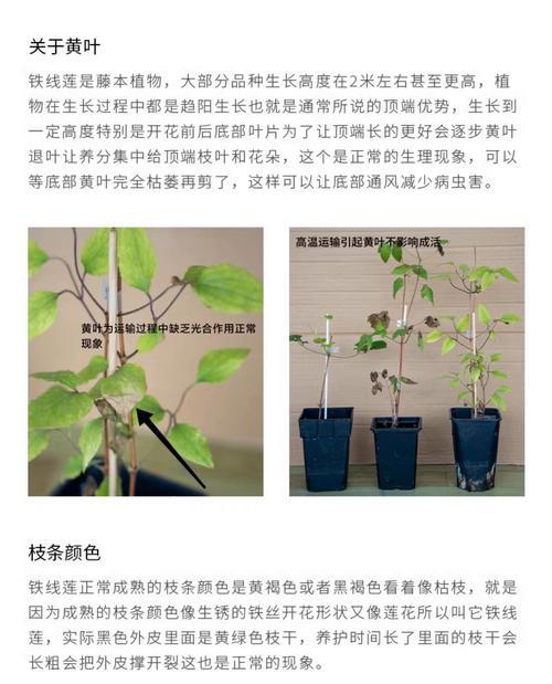 铁线莲长得太长的处理方法是什么？