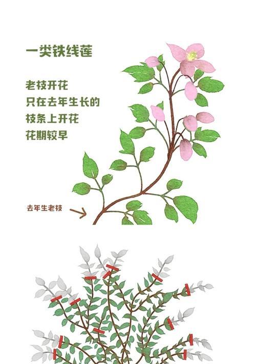 铁线莲长得太长的处理方法是什么？
