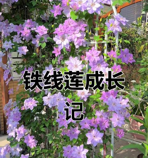 铁线莲长得太长的处理方法是什么？