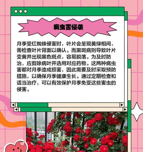 月季盆栽叶子发黄枯萎的原因是什么？