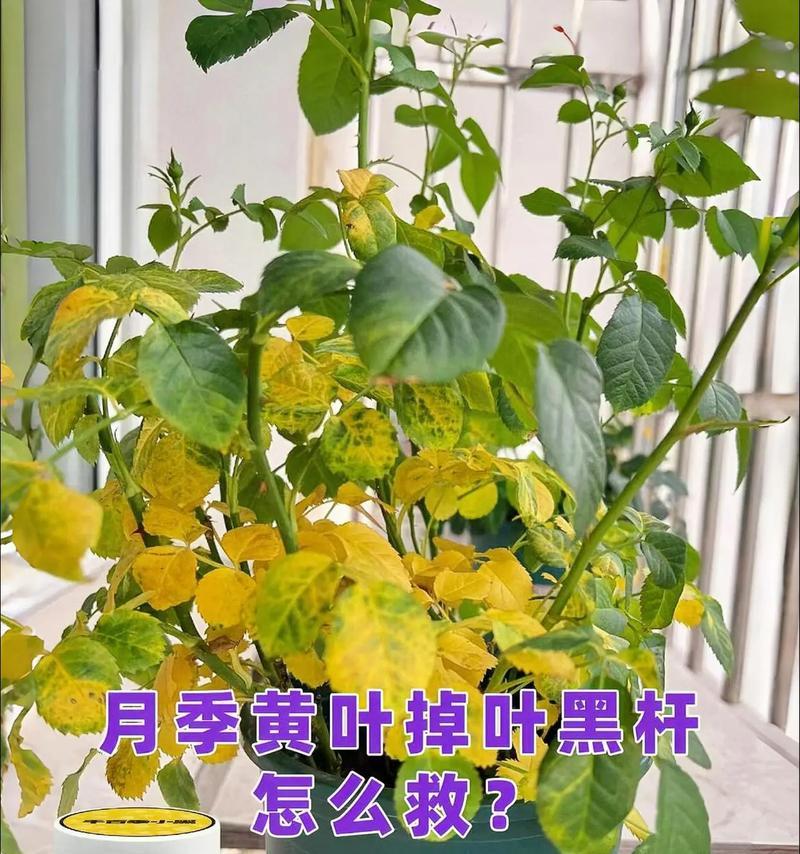 月季盆栽叶子发黄枯萎的原因是什么？