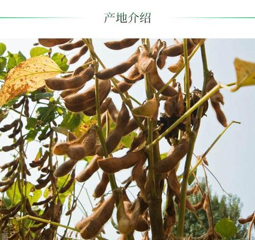 广西黑饭豆的最佳播种时间是什么时候？