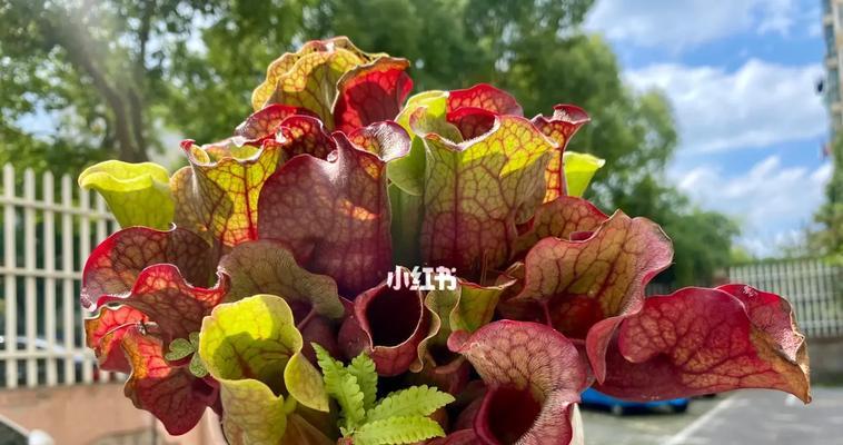 紫外线养花有哪些技巧？如何正确使用？