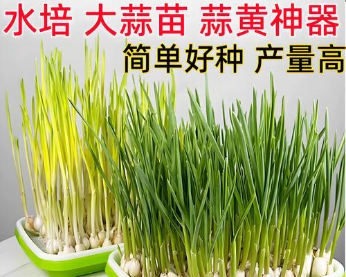 11月播种蒜苗不生长的原因是什么？