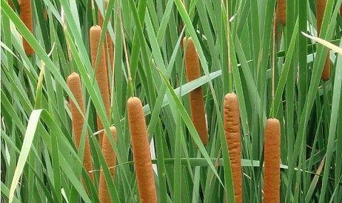 平塘中常见的水生植物有哪些？