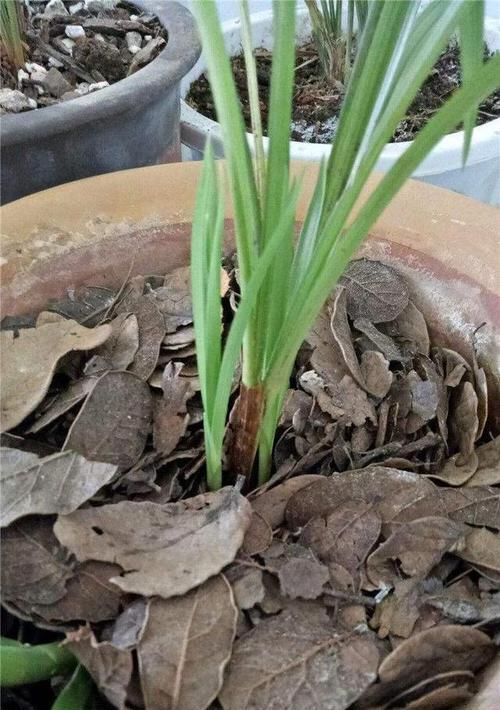 盆景换土时肥料应该如何处理？