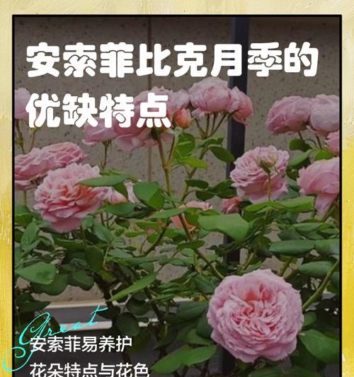缺铁月季的补救措施有哪些？