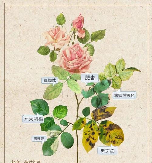 缺铁月季的补救措施有哪些？