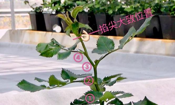 缺铁月季的补救措施有哪些？