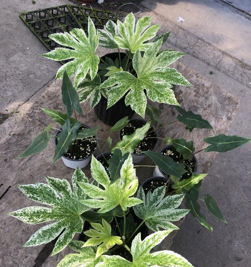 八角金叶盆景的修剪技巧有哪些？