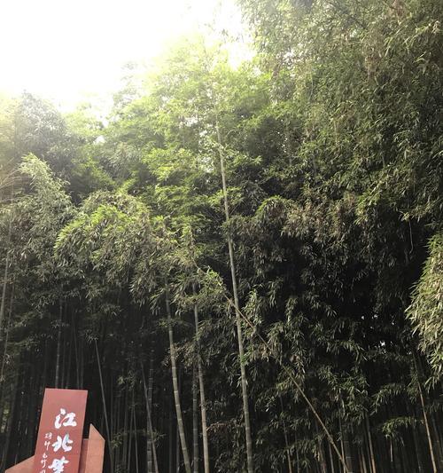 竹子为何被认为是原生植物？