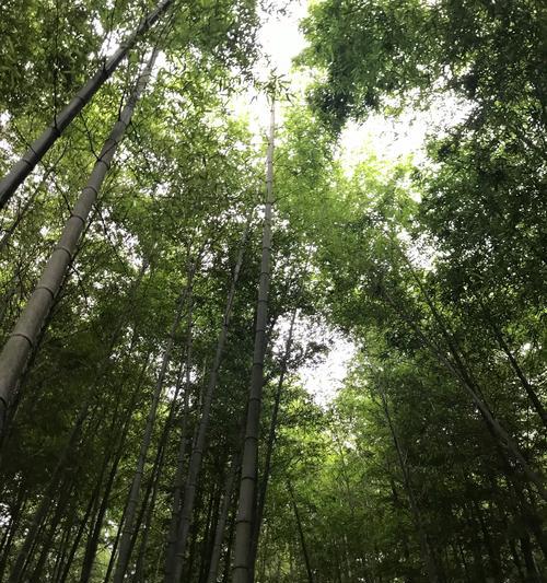 竹子为何被认为是原生植物？