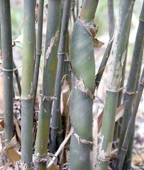 竹子为何被认为是原生植物？