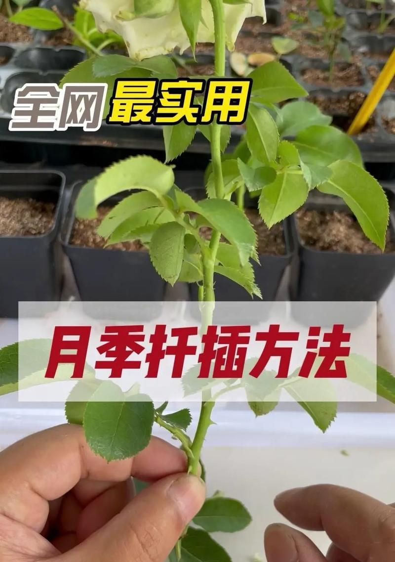 长条月季压枝的正确方法是什么？压枝后如何护理？