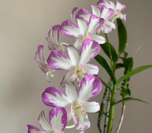 十一月份阳台适合养哪些花？