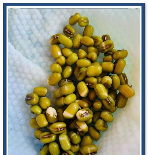 绿豆芽水培观赏植物有哪些？如何进行水培？