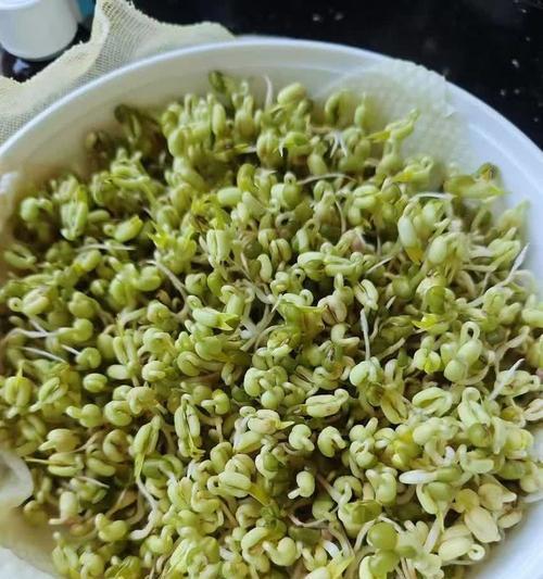 绿豆芽水培观赏植物有哪些？如何进行水培？
