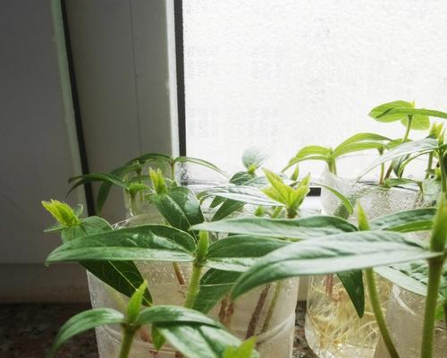 绿豆芽水培观赏植物有哪些？如何进行水培？