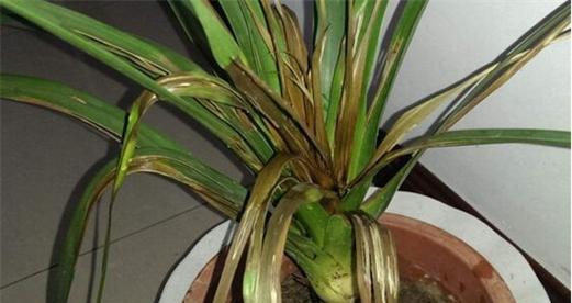 植物叶子发黄结网是什么原因？