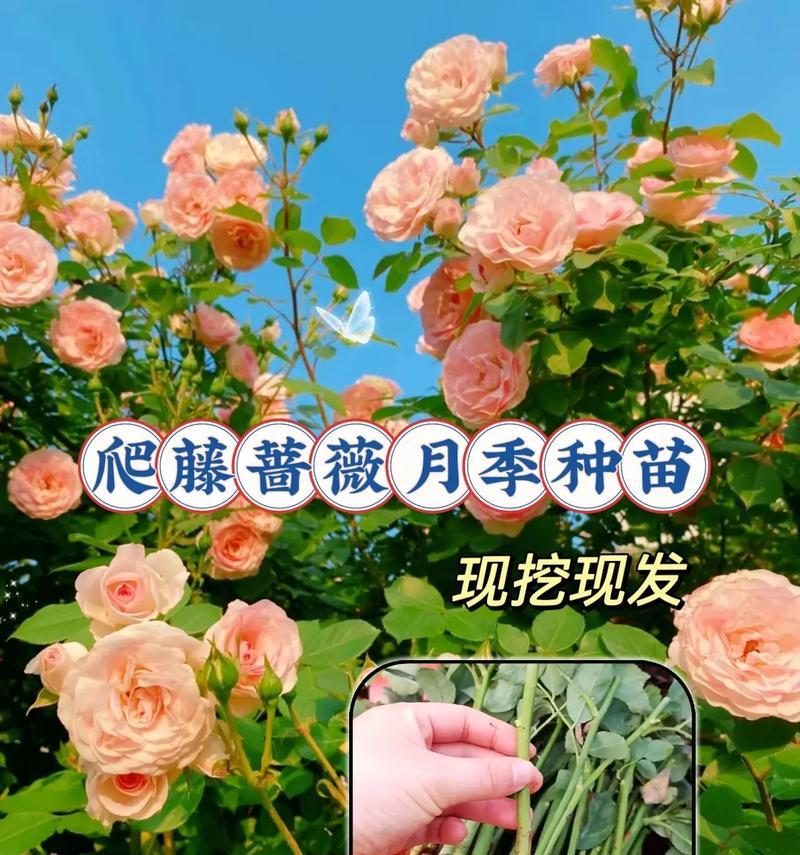 爬藤月季养成老桩月季的方法是什么？