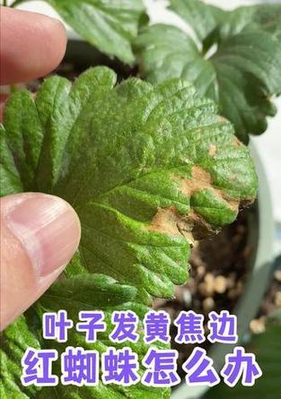 植物叶子发黄结网是什么原因？