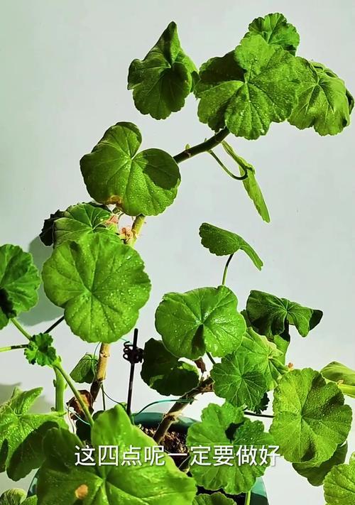 天竺葵带绒毛如何正确养护？