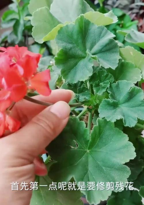 天竺葵带绒毛如何正确养护？