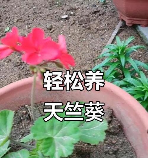 天竺葵老桩苗的养护方法？如何正确照料天竺葵老桩？