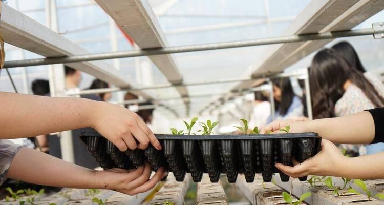 香菜无土栽培技术要点是什么？需要哪些特殊要求？