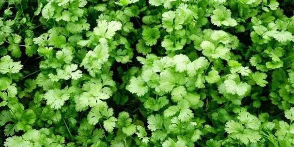 香菜无土栽培技术要点是什么？需要哪些特殊要求？