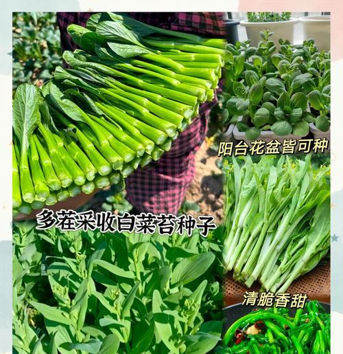 白菜促成栽培技术有哪些？提高产量和品质的方法是什么？