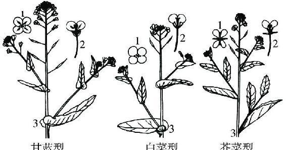 白菜促成栽培技术有哪些？提高产量和品质的方法是什么？