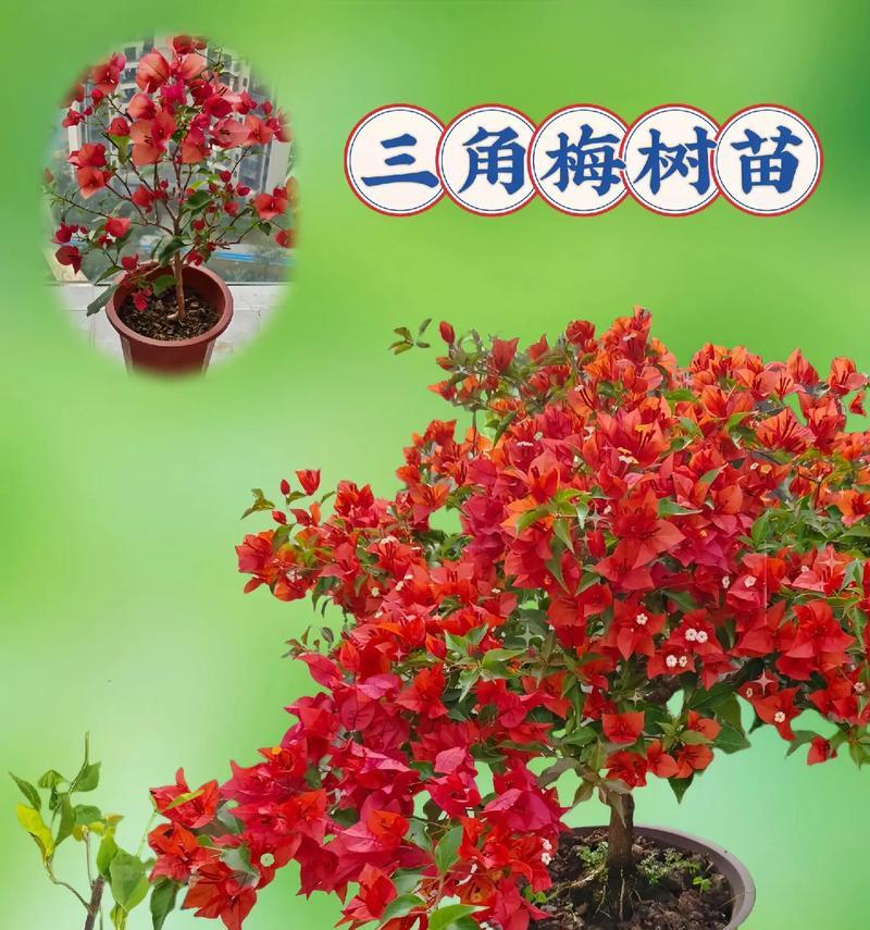 三角梅牙签苗快速养粗的方法是什么？