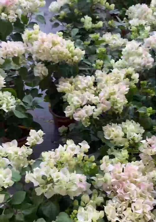 天竺葵不开花是什么原因？如何解决？