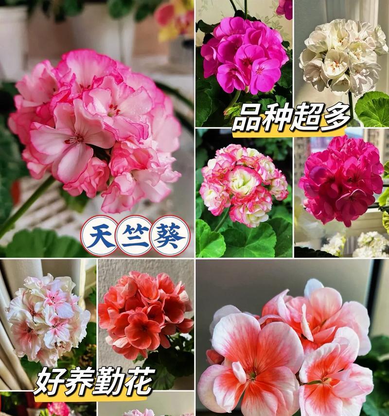 天竺葵不开花是什么原因？如何解决？