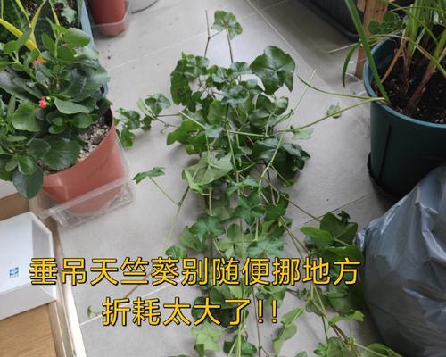 天竺葵不开花是什么原因？如何解决？