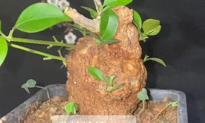 矮霸三角梅种子种植步骤是什么？