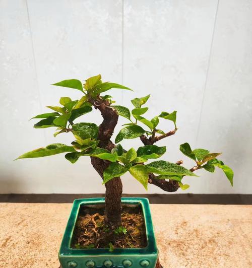 矮霸三角梅种子种植步骤是什么？