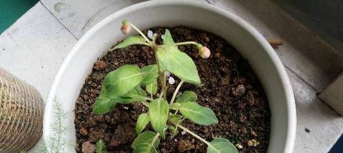 灯笼花里面叶子发黄怎么回事？灯笼花叶子发黄的原因及解决方法？