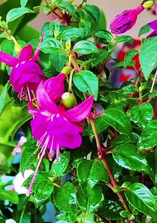 灯笼花里面叶子发黄怎么回事？灯笼花叶子发黄的原因及解决方法？