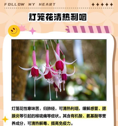 灯笼花里面叶子发黄怎么回事？灯笼花叶子发黄的原因及解决方法？