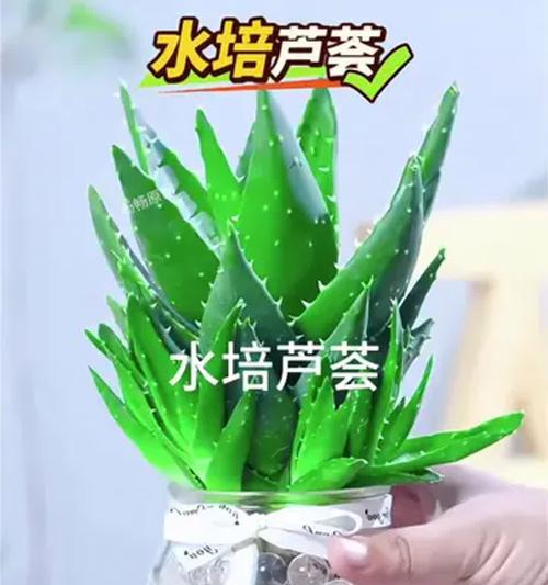 芦荟换土栽培的关键技术要点是什么？