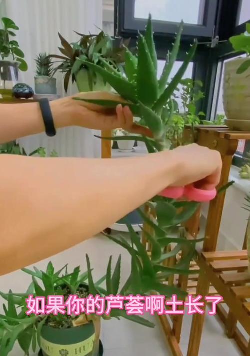芦荟换土栽培的关键技术要点是什么？