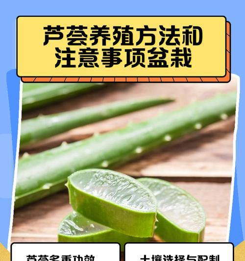 芦荟换土栽培的关键技术要点是什么？