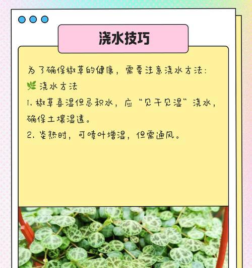 毒椒栽培的关键技术要点是什么？